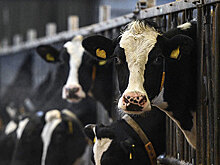 Кислая ситуация