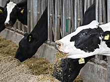 В Пермском крае участникам СВО помогут открыть свою ферму