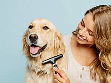 Как подготовить домашнего питомца к зиме и холодам: рекомендации ветеринара