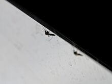 Зеленая мошкара атаковала улицы Красноярска – видео