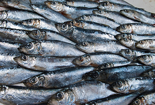 Диетолог назвал три недорогих и полезных вида рыбы