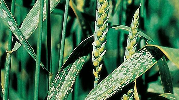 Дожди спровоцировали развитие опасных болезней на посевах пшеницы и ячменя в Крыму
