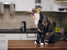 Кошачий паразит оказался способен «перепрошивать» мозг людей