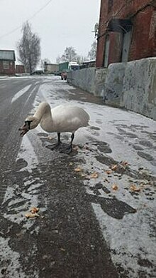 Лебедя с раненой лапой заметили на Правой набережной в Калининграде