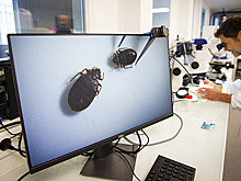 Виноваты туристы? Почему Францию атаковали клопы