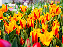 «Репетиция весны».  Гиацинты, нарциссы и редкие тюльпаны зацвели в «Аптекарском огороде»