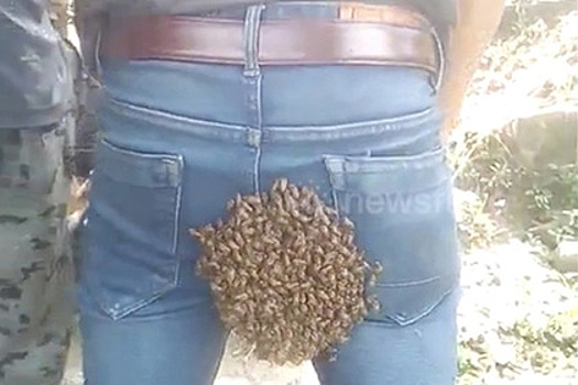 Пчелиный рой нашел приют между ягодицами прохожего
