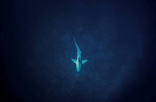 Акула укусила спасавшего ее дайвера