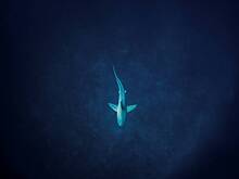 Акула укусила спасавшего ее дайвера