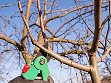 Какие ветки нельзя обрезать у плодоносящих яблонь и груш