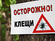 Невролог рассказала об опасности клещевого энцефалита