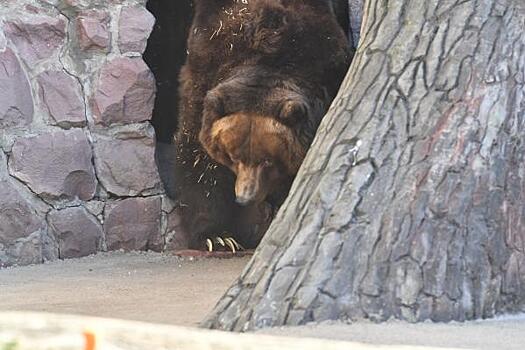 Туристы встретили огромного медведя в популярном месте в Приморье