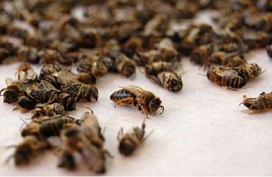 Агрокомпания заплатит за гибель пчел