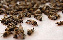 В Курской области зафиксировали массовую гибель пчёл