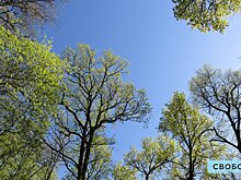 На охрану саратовских лесов от пожаров направили 110 миллионов рублей