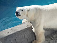 В Ростовском зоопарке отмечает свой День символ русского духа &ndash; медведь