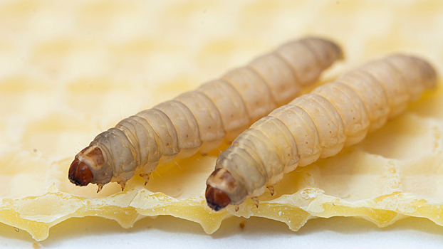 Раскрыт секрет способности воскового червя поедать пластик