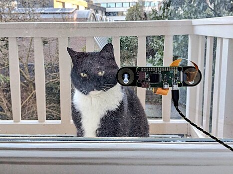 Инженер создал систему распознавания морды своего кота