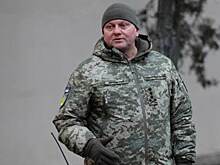 Советник офиса Зеленского опроверг информацию о готовящейся отставке Залужного
