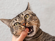 В Серышевском округе домашний кот заразился бешенством и поцарапал хозяина