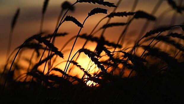 Россия поставила в Венесуэлу 600 тысяч тонн зерна в 2018 году