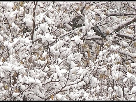 В Самарской области выпал первый снег