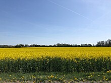 В партии рапса российского происхождения обнаружили опасный карантинный объект