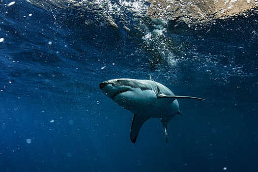 Океанолог Мухаметов: при нападении акулы нужно ударить ее в глаза или нос
