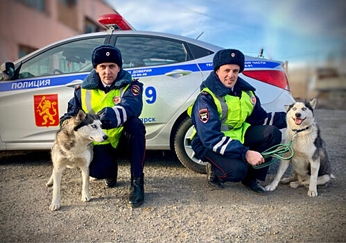 Сотрудники ДПС Красноярска во время обеденного перерыва погуляли с собаками из приюта и угостили их лакомством