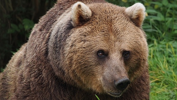 Российские биохимики нашли новый антибиотик в слюне медведя