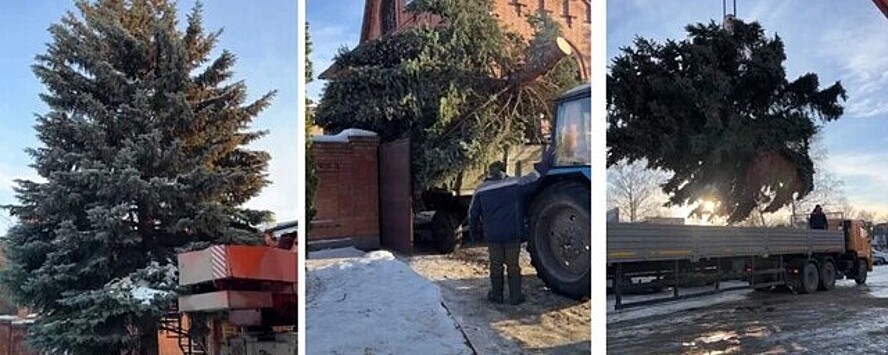 Житель Ульяновска подарил городу две огромные ёлки для установки в Засвияжском районе