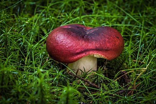 Ученые вырастили гриб со вкусом земляники