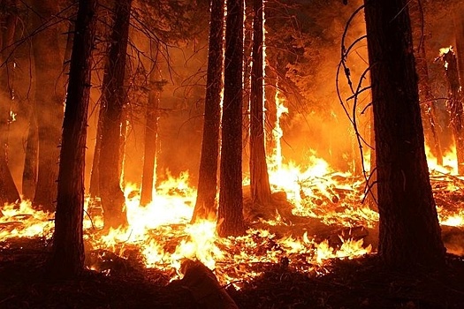 Украина легко передаст "эстафету" лесных пожаров России