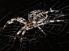 Пауки научились использовать электрополя, чтобы летать даже безветренную погоду