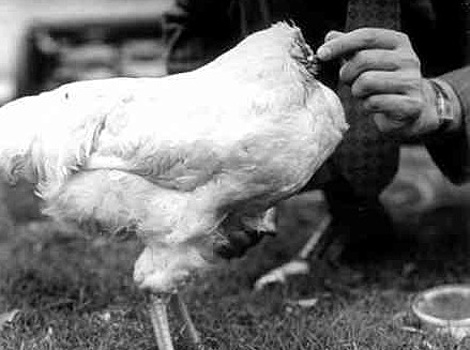 Как Майк прожил полтора года без головы