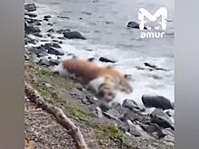 Туша краснокнижного тигра найдена на побережье в Приморье