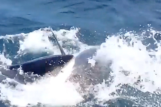 Гигантская хищная рыба укусила за голову любвеобильную акулу-людоеда
