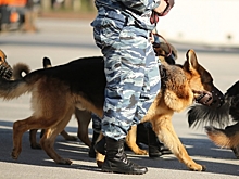 В Волгограде проводят проверку по факту возгорания машины кинологов