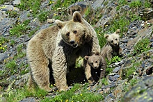 В Кавказском заповеднике посчитали популяцию медведей