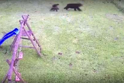 Медведица с детенышами напала на пенсионерку