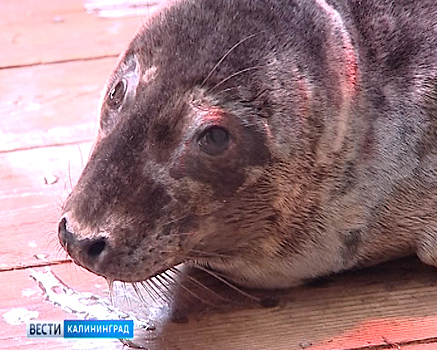 В Калининградском зоопарке срочно требуется помощь детёнышу тюленя