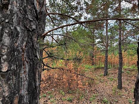 Лесные пожарные завершили выполнение работ по госзаданию