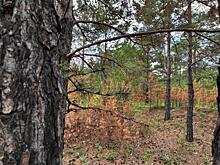 Лесные пожарные завершили выполнение работ по госзаданию