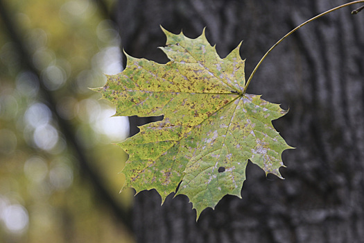 "Молчаливый слушатель": в России набирает популярность "нытинг"