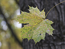 "Молчаливый слушатель": в России набирает популярность "нытинг"