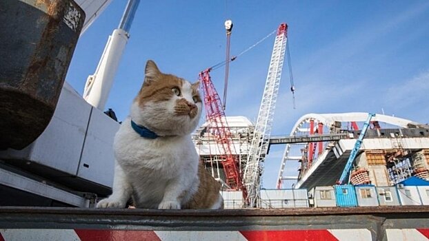 Строители готовятся запустить кота на построенный мост в Крым