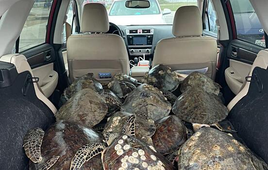 В Техасе жители спасают морских черепах от холодной смерти