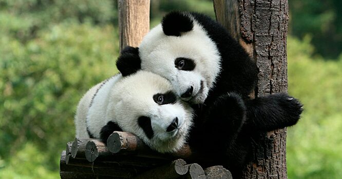 В зоопарке появятся гигантские панды