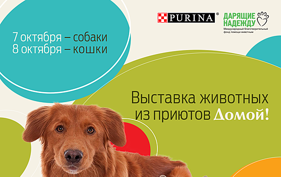 Более сотни бездомных кошек и собак ждут тебя на благотворительной выставке «Домой!»