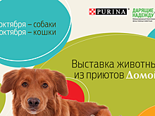 Более сотни бездомных кошек и собак ждут тебя на благотворительной выставке «Домой!»